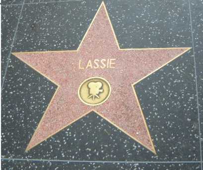 Hollywood Walk Fame Star on My Hollywood Star  Walk Of Fame  Stars  Page 3